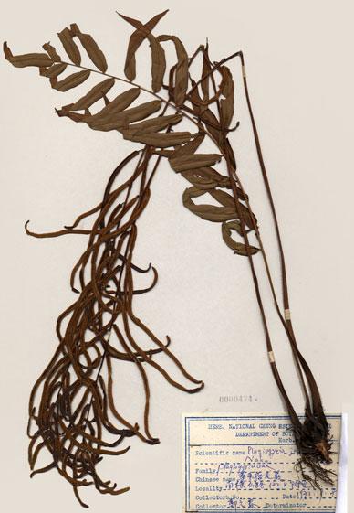 中文名：華東瘤足蕨 (H000474)學名： em Plagiogyria japonica Nakai /em 