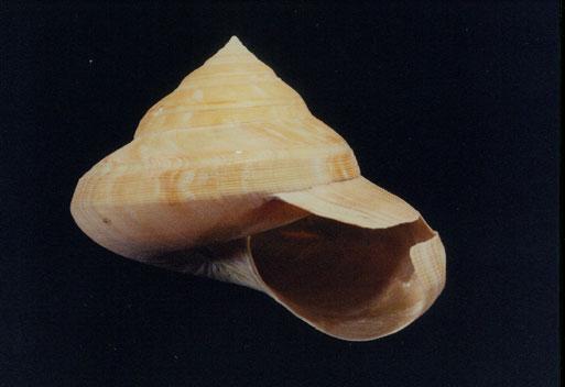 寺町翁戎螺( em Perotrochus africanus teramachii  /em )