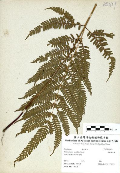 中文名：有刺鳳尾蕨 (H000478)學名： em Pteris setuloso-costulata Hayata /em 