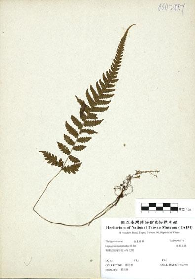 中文名：尾葉茯蕨 (H000479)學名： em Leptogramma tottoides H. Ito /em 