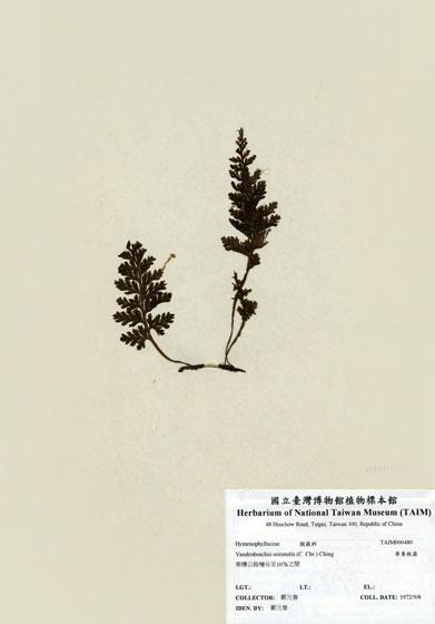 中文名：華東瓶蕨 (H000480)學名： em Vandenboschia orientalis (C. Chr.) Ching /em 