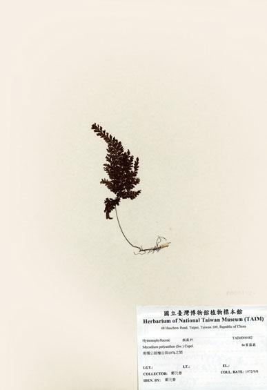 中文名：細葉蕗蕨 (H000482)學名： em Mecodium polyanthos (Sw.) Copel. /em 