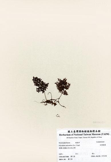 中文名：細葉蕗蕨 (H000483)學名： em Mecodium polyanthos (Sw.) Copel. /em 