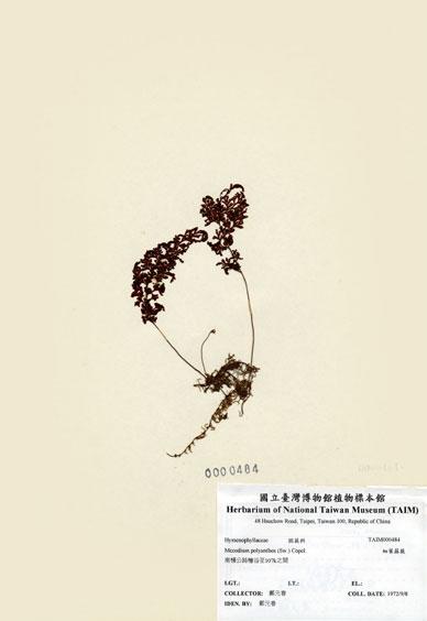 中文名：細葉蕗蕨 (H000484)學名： em Mecodium polyanthos (Sw.) Copel. /em 