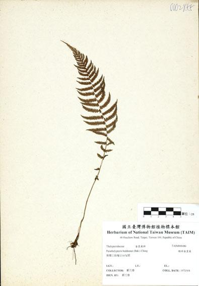 中文名：縮羽金星蕨 (H000486)學名： em Parathelypteris beddomei (Bak.) Ching /em 