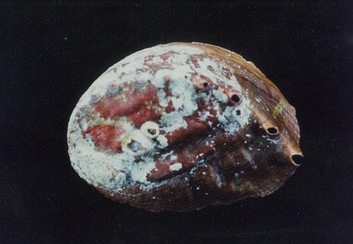 大鮑螺( em Haliotis (Nordotis) gigantea  /em )