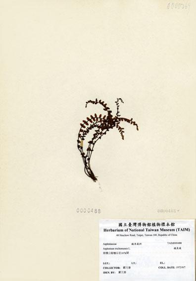 中文名：鐵角蕨 (H000488)學名： em Asplenium trichomanes L. /em 