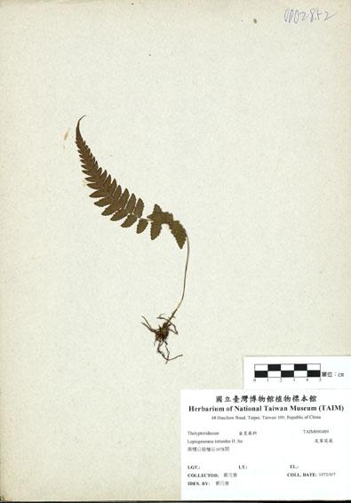 中文名：尾葉茯蕨 (H000489)學名： em Leptogramma tottoides H. Ito /em 