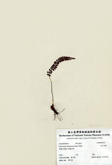 中文名：高山耳蕨 (H000492)學名： em Polystichum lachenense (Hook.) Bedd. /em 