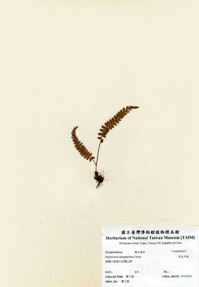 中文名：芽苞耳蕨 (H000493)學名： em Polystichum stenophyllum Christ /em 
