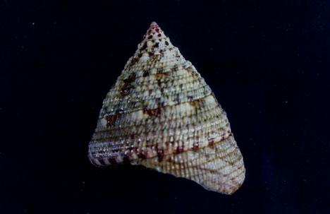 綠臍鐘螺( em Trochus chloromphalus  /em )