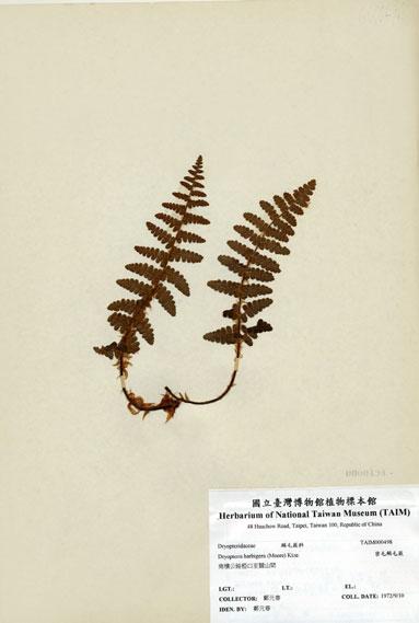 中文名：密毛鱗毛蕨 (H000498)學名： em Dryopteris barbigera (Moore) Ktze. /em 