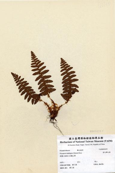 中文名：密毛鱗毛蕨 (H000499)學名： em Dryopteris barbigera (Moore) Ktze. /em 