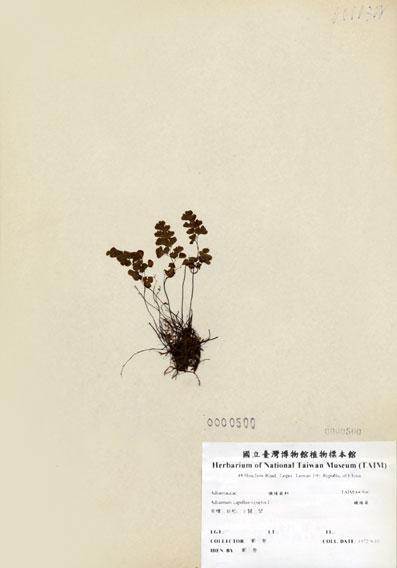 中文名：鐵線蕨 (H000500)學名： em Adiantum capillus-veneris L. /em 