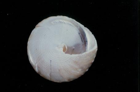 銀塔鐘螺( em Tectus pyramis  /em )
