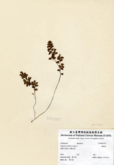 中文名：鐵線蕨 (H000501)學名： em Adiantum capillus-veneris L. /em 