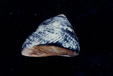 銀口蠑螺( em Chlorostoma argyrostomum  /em )