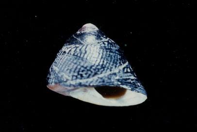 銀口蠑螺( em Chlorostoma argyrostomum  /em )