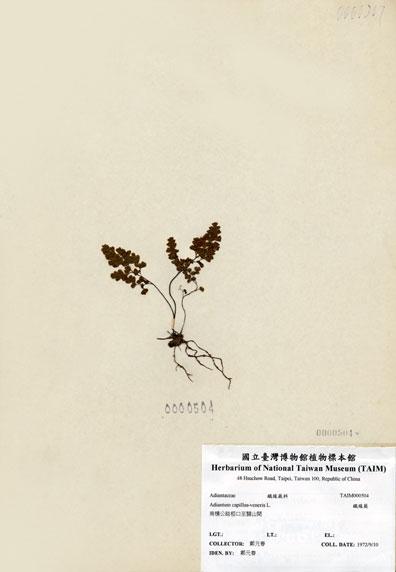 中文名：鐵線蕨 (H000504)學名： em Adiantum capillus-veneris L. /em 