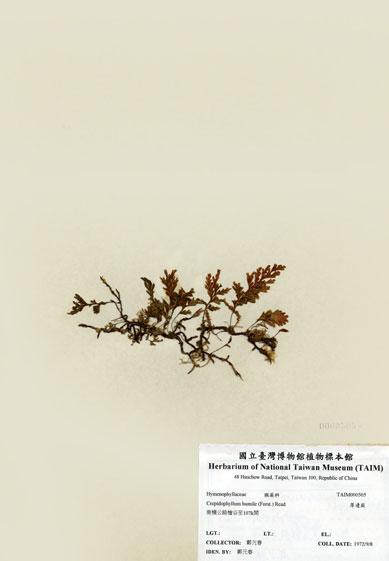 中文名：厚邊蕨 (H000505)學名： em Crepidophyllum humile (Forst.) Reed /em 