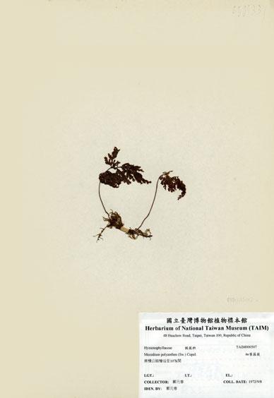 中文名：細葉蕗蕨 (H000507)學名： em Mecodium polyanthos (Sw.) Copel. /em 