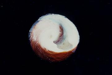 銀口蠑螺( em Chlorostoma argyrostomum  /em )