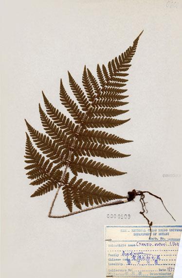 中文名：愛德氏肋毛蕨 (H000509)學名： em Ctenitis eatonii (Bak.) Ching /em 