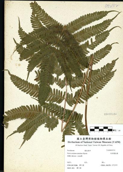 中文名：有刺鳳尾蕨 (H000510)學名： em Pteris setuloso-costulata Hayata /em 