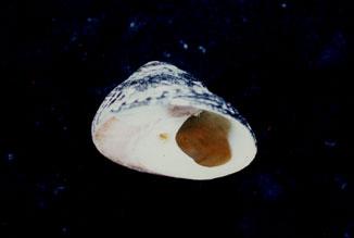 銀口蠑螺( em Chlorostoma argyrostomum  /em )