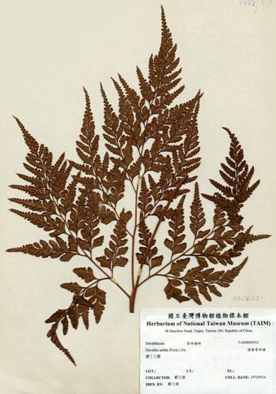 中文名：闊葉骨碎補 (H000512)學名： em Davallia solida (Forst.) Sw. /em 
