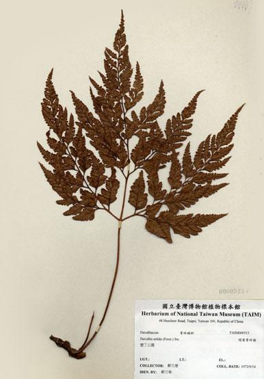 中文名：闊葉骨碎補 (H000513)學名： em Davallia solida (Forst.) Sw. /em 