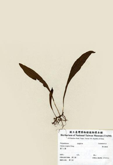 中文名：萊氏線蕨 (H000514)學名： em Colysis wrightii (Hook.) Ching /em 