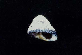 銀口蠑螺( em Chlorostoma argyrostomum  /em )