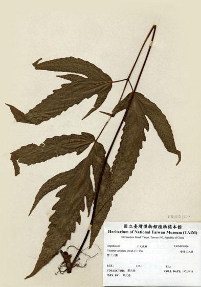 中文名：變葉三叉蕨 (H000516)學名： em Tectaria variolosa (Wall.) C. Chr. /em 