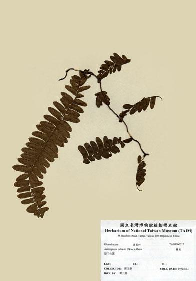 中文名：藤蕨 (H000517)學名： em Arthropteris palisotii (Desv.) Alston /em 