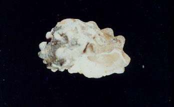 瘤珠螺( em Lunella coronata granulata  /em )