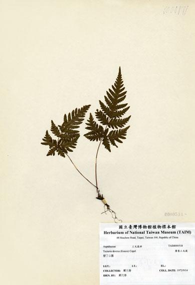 中文名：薄葉三叉蕨 (H000518)學名： em Tectaria devexa (Kunze) Copel. /em 