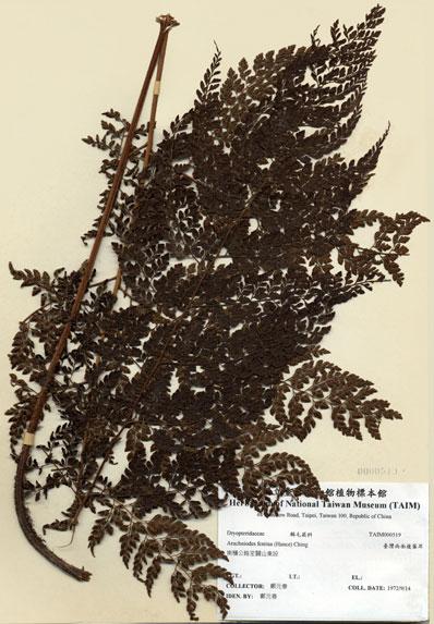 中文名：臺灣兩面複葉耳蕨 (H000519)學名： em Arachniodes festina (Hance) Ching /em 