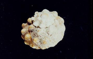 瘤珠螺( em Lunella coronata granulata /em )