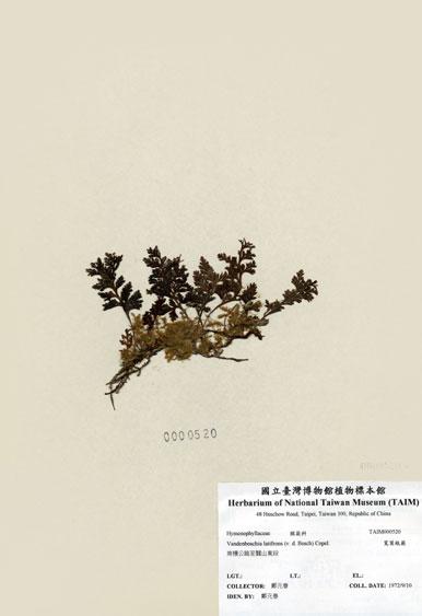 中文名：寬葉瓶蕨 (H000520)學名： em Vandenboschia latifrons (v. d. Bosch) Copel. /em 