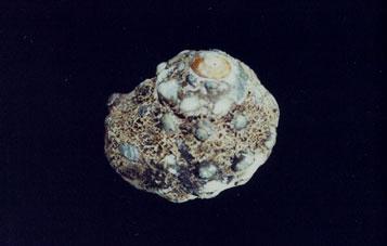 瘤珠螺( em Lunella coronata granulata  /em )