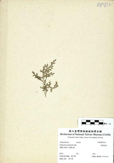 中文名：膜葉卷柏 (H000524)學名： em Selaginella leptophylla Bak. /em 