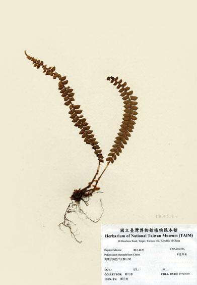 中文名：芽苞耳蕨 (H000526)學名： em Polystichum stenophyllum Christ /em 