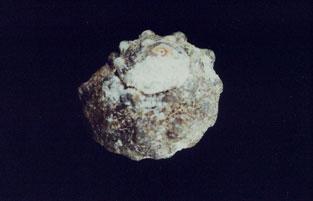 瘤珠螺( em Lunella coronata granulata /em )