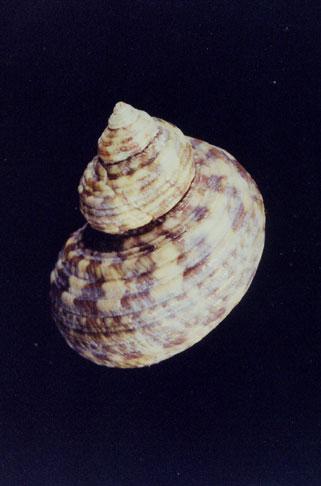 銀口蠑螺( em Turbo (Marmarostoma) argyrostoma  /em )