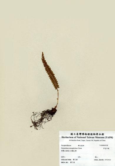 中文名：芽苞耳蕨 (H000528)學名： em Polystichum stenophyllum Christ /em 