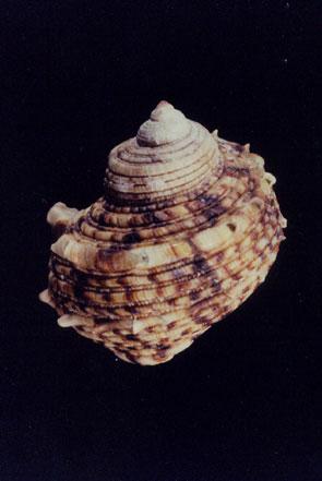 金口蠑螺( em Turbo (Marmarostoma) chrysostomus  /em )