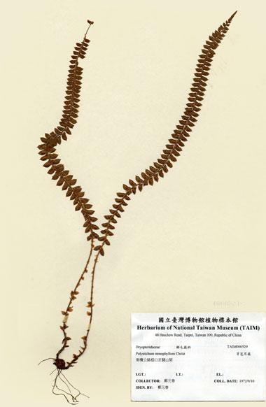 中文名：芽苞耳蕨 (H000529)學名： em Polystichum stenophyllum Christ /em 