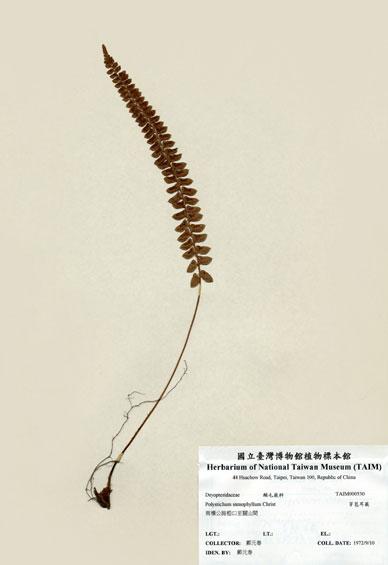 中文名：芽苞耳蕨 (H000530)學名： em Polystichum stenophyllum Christ /em 