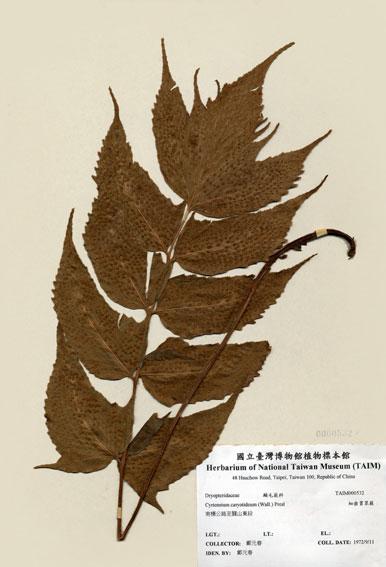 中文名：細齒貫眾蕨 (H000532)學名： em Cyrtomium caryotideum (Wall.) Presl /em 